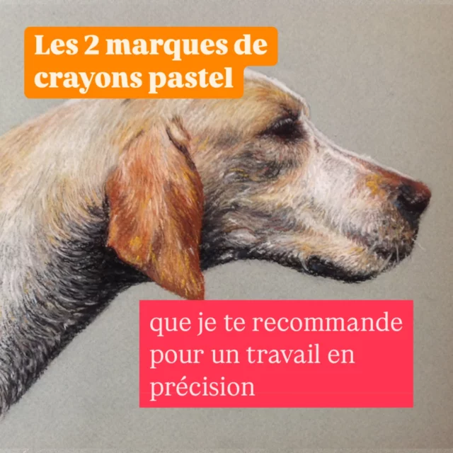 Est-ce que tu choisi bien tes crayons pastel ?
Si tu es pastelliste, tu sais qu’il y existe les bâtonnets pastel et les crayons. 

Tout dépend du travail que tu veux faire. 

Pour mes commandes de portrait d’animaux qui demandent un travail de précision particulier pour les poils ou les fourrure, j’utilise 2 marques.

‼️ce post n’est pas sponsorisé ni en collab, je te donne mon avis et expérience ´ d’artiste portraitiste. 

👉 Les principaux que j’utilise depuis 20 ans sont les Carbothello de la marque Stabilo. Ils sont incontournables, les couleurs sont denses, ils marquent bien, sont souples et couvrants. J’adore travailler avec ❤️
 
Mais ils ont un défaut : je trouve que le blanc est beaucoup trop terne et ne marque pas. 

👉J’utilise donc les blancs de Faber Castell et ça m’a amenée à utiliser également leurs autres couleurs. 
J’avoue que je reste fan des Carbothello mais Faber Castell est une très bonne référence utilisée par de nombreux pastellistes et ils ont de belles couleurs.
 
Et toi ?
Je suis curieuse de savoir quels crayons pastel tu utilises et pourquoi. 

#coursdedessin #crayonpastel #portraitanimalier #portraitanimalierpastelssecs #ecoledartstephanielecuyer #dessinaupastel #astucesdessin #peindreaupastel #pastelanimaux #portraitdechien @stabilofrance @fabercastellfrance #stabilopastel #stabilocarbothello #fabercastellpastels #fabercastellpitt #carbothello